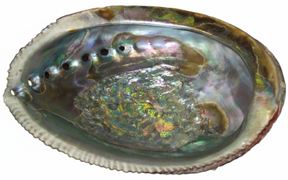 5-6" Mexico Abalone Shell