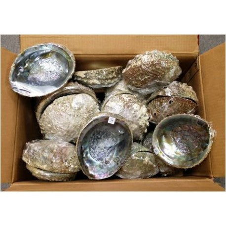 5-6" Mexico Abalone Shell