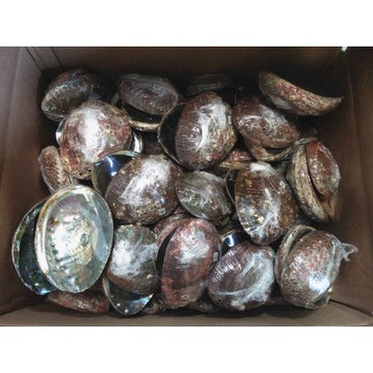 5-6" Mexico Green Abalone Shell