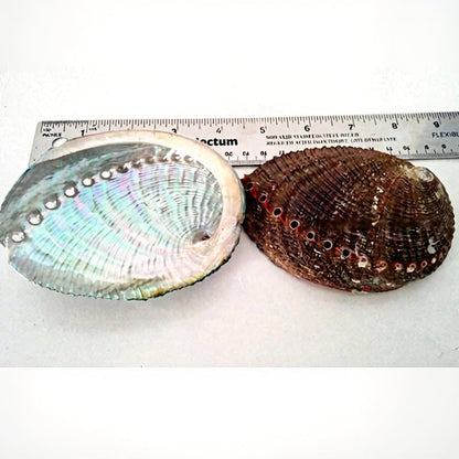 5-6" Mexico Green Abalone Shell