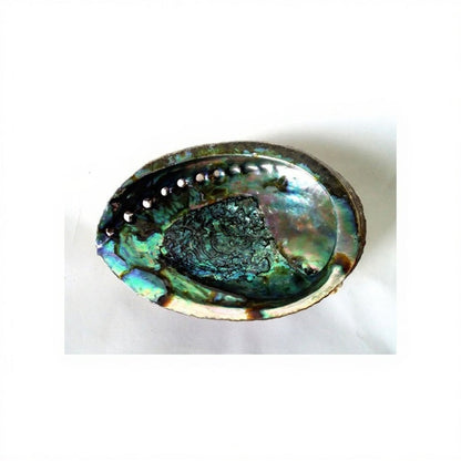 5-6" Mexico Green Abalone Shell